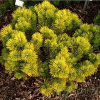  Сосна Pinus mugo 'Golden Glow'